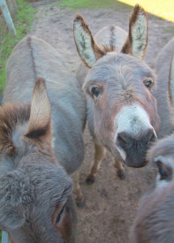 Sicilian Donkeys Get New House in Texas
