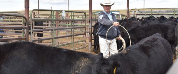 Meet Montana Brand Inspector Paul Johnson