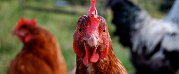 “Should I Get Chickens?” Fall Is A Great Time To Ask