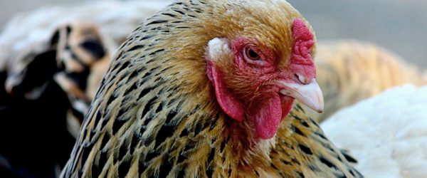5 Ways You Can Help Your Aging Chickens