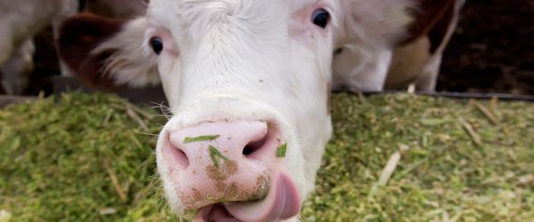 Foreign Bodies: How To Handle Gastrointestinal Mishaps