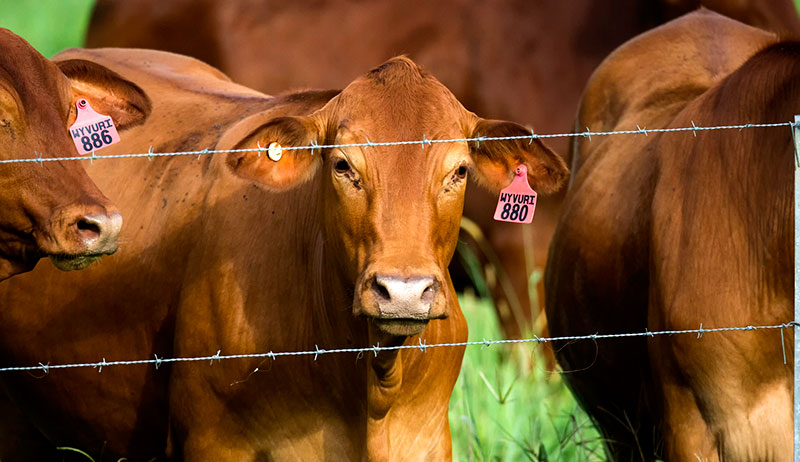 droughtmaster cattle cows