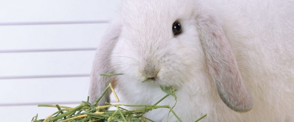 5 Tips For Feeding Rabbits The Right Way