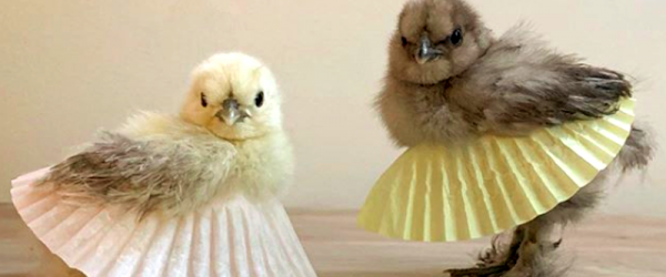 Silkie Chicks in Tutus? Welcome to the Happy Hen Haven