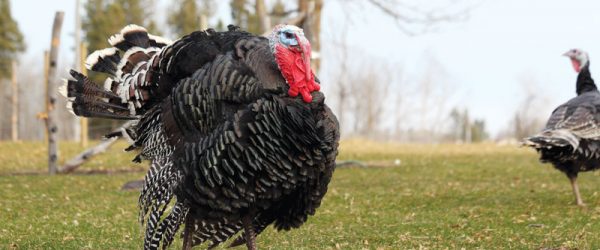 How To Get Started Raising Turkeys