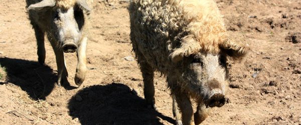 Breed Profiles: Get to Know the Mangalitsa Pig