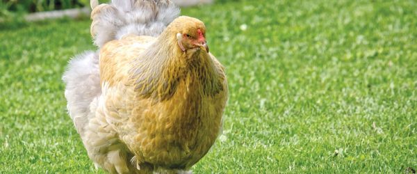 6 Changes You May See As A Hen Ages