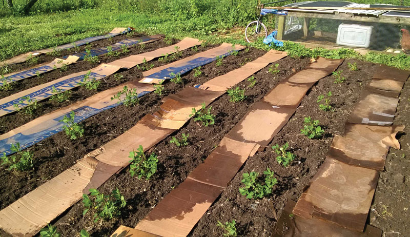 peanuts in rows