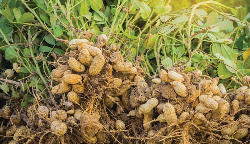 Grow Your Own Snacks With A Bed Of Peanuts Hobby Farms
