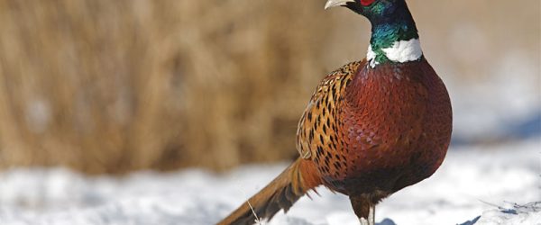 Fruits And Pheasants