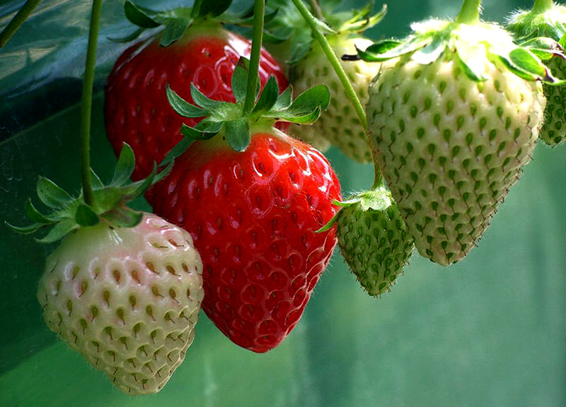 strawberries