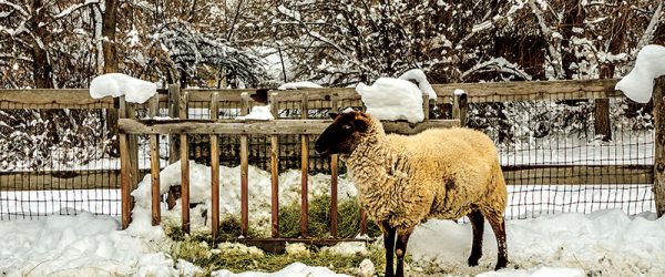 5 Tips For Winter Feeding Livestock