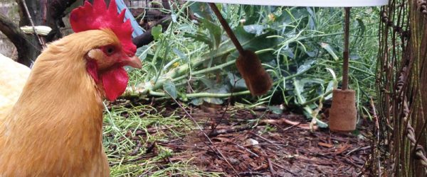 How To Build A DIY Chicken Vending Machine Feeder