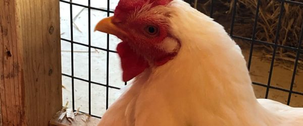 Set Up A Quarantine Coop When Adding Chickens