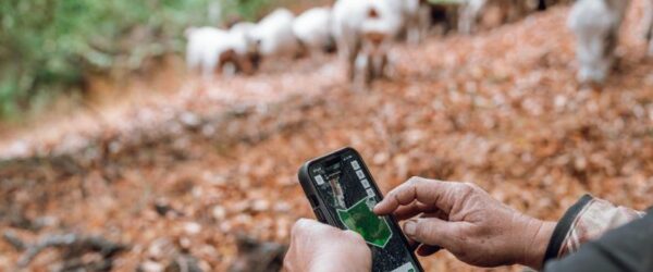 Virtual fencing takes root as U.S. farmers find new efficiencies without the fenceposts.
