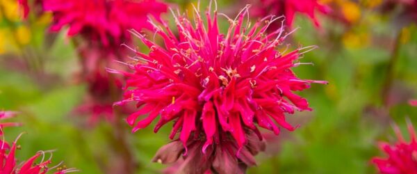 Mammal-Resistant Plants: 5 Options Deer and Rabbits Avoid