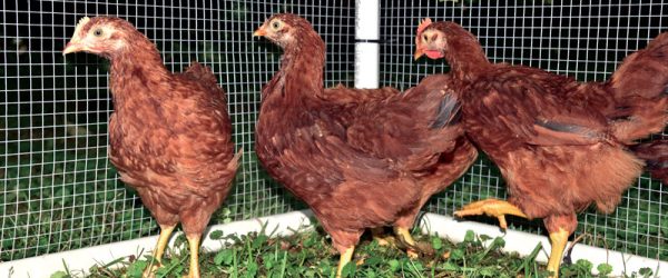 Raising Chickens for Beginners: The Teenage Days