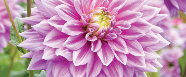 7 New Dahlias to Plant This Spring