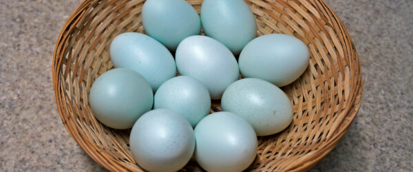 What Chickens Lay Blue Eggs?