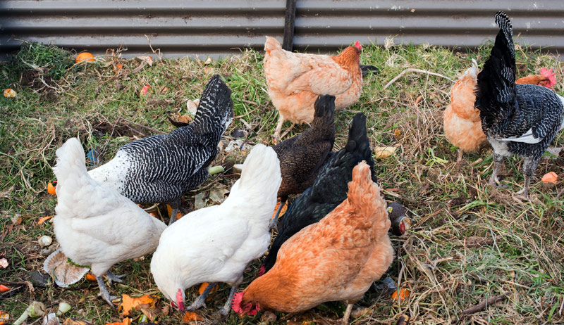 chickens toxic foods scraps