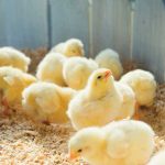 Raising Baby Chicks: Essential Equipment Checklist