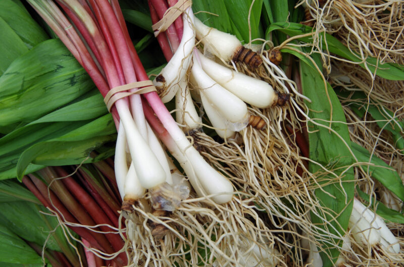 Ramps Recipe: Fermenting Stretches the Season