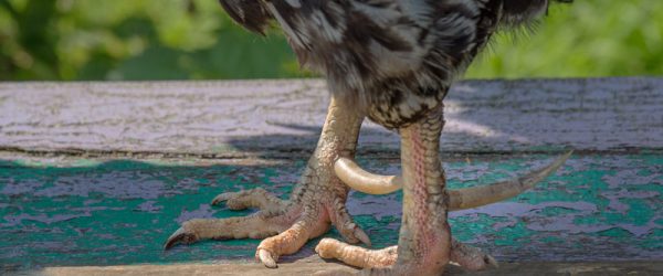 Rooster Spurs: How to Protect Hens from Damage