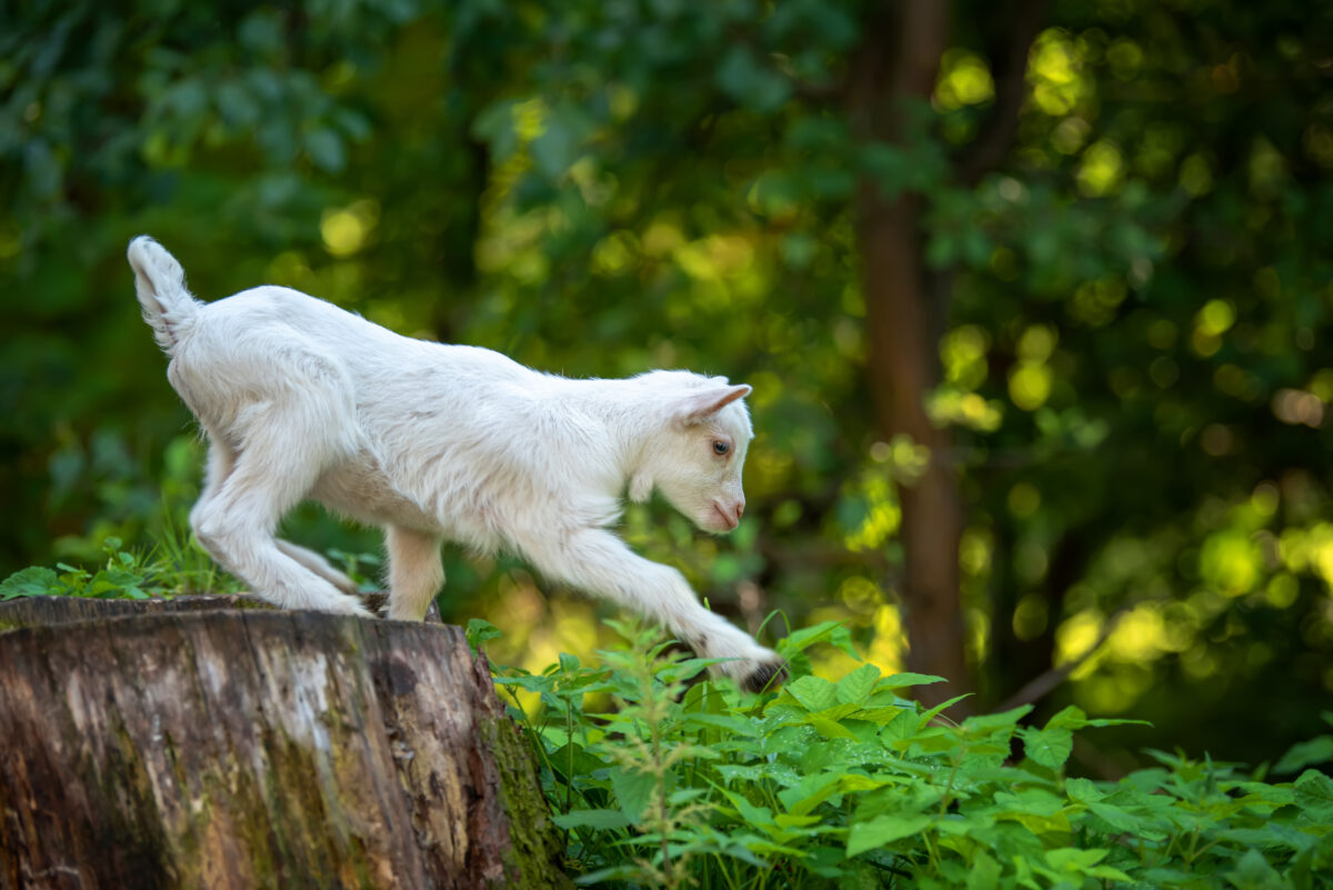 baby goat exploring goat playground ideas including tree stumps