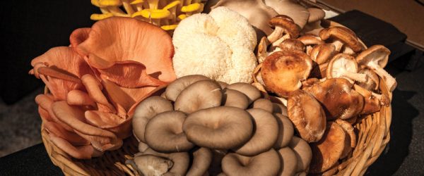 Grow These Mushrooms In Your Garden!