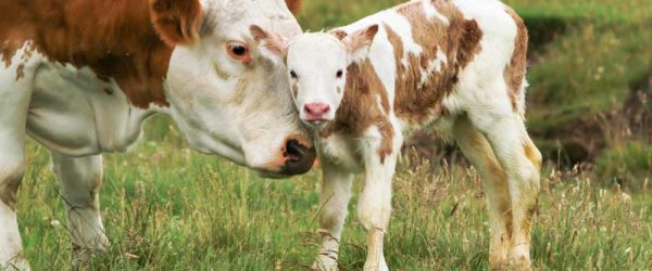 The Danger of Dehydration In Newborn Livestock
