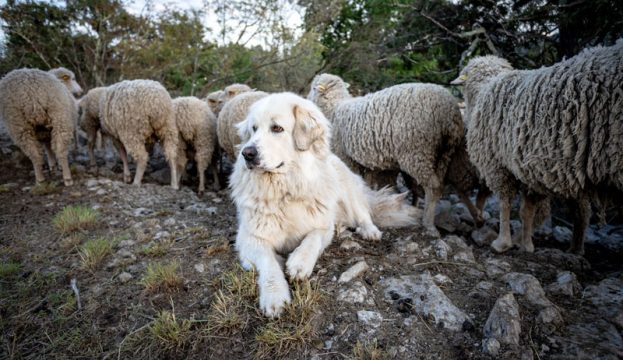 How These Guardian Dogs Protect Your Livestock Like Never Before