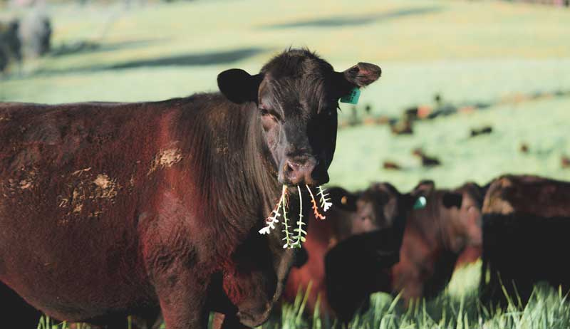 ruminant ruminants cow pasture