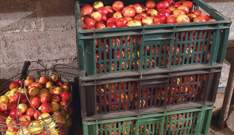 root cellar produce vegetable fruit cellar harvest fall winter