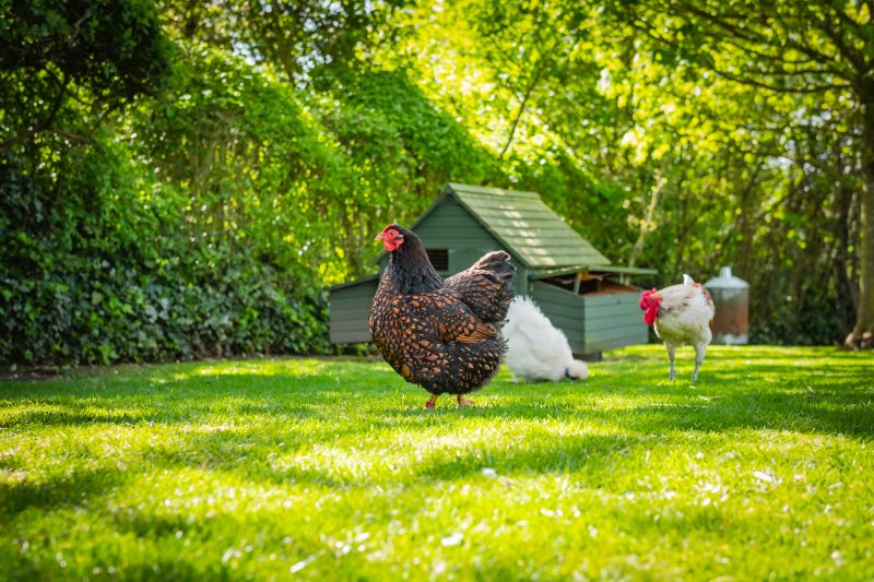 Elevating Chickens: 5 Causes You can Love It