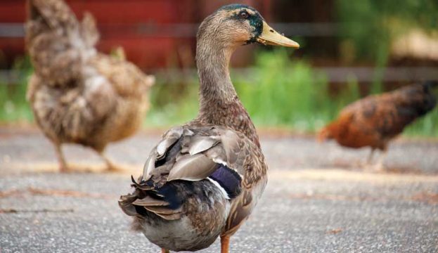 Protect Your Flock From Avian Flu With These Simple Tips - Hobby Farms