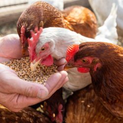 Can Chickens Eat Wild Bird Food?