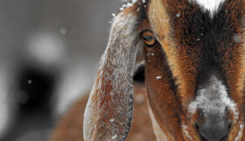 ruminants feed fall winter goats sheep