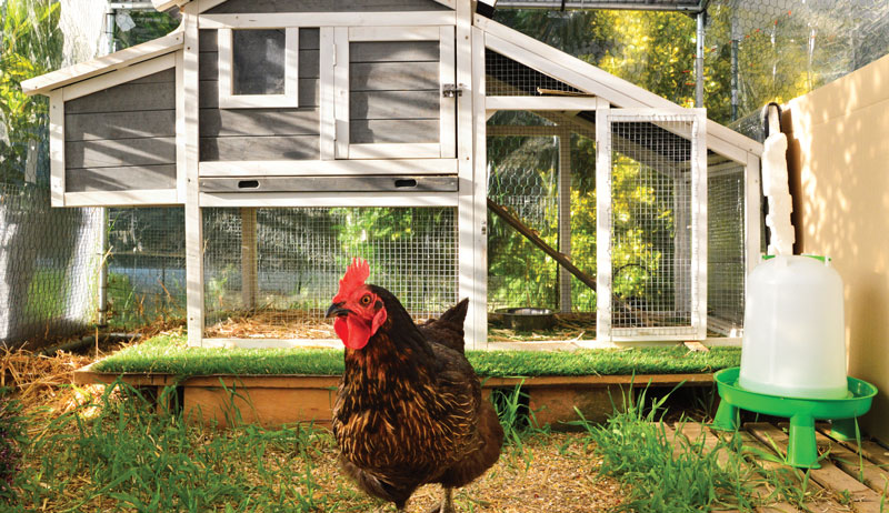 chickens chicken chicken-keeping tips