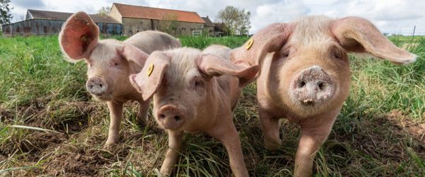 Preventing & Treating Pig Shipping Fever