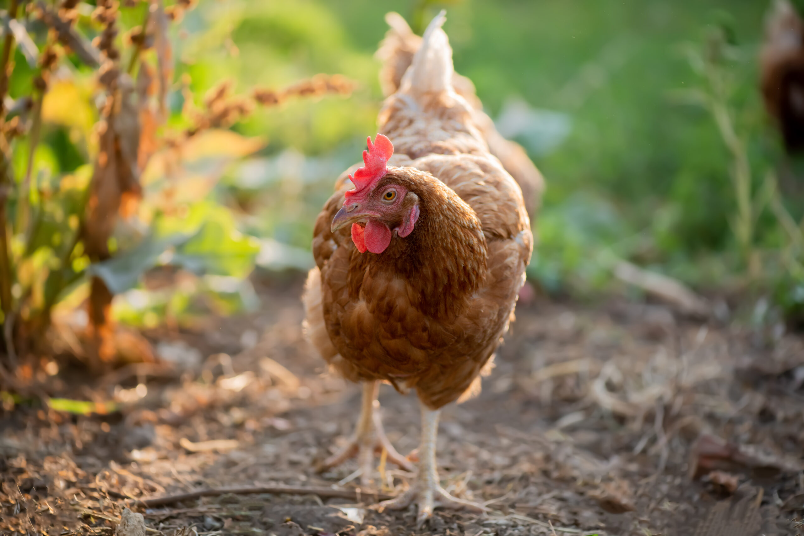 chicken walking in the garden as part of a good chicken care routine