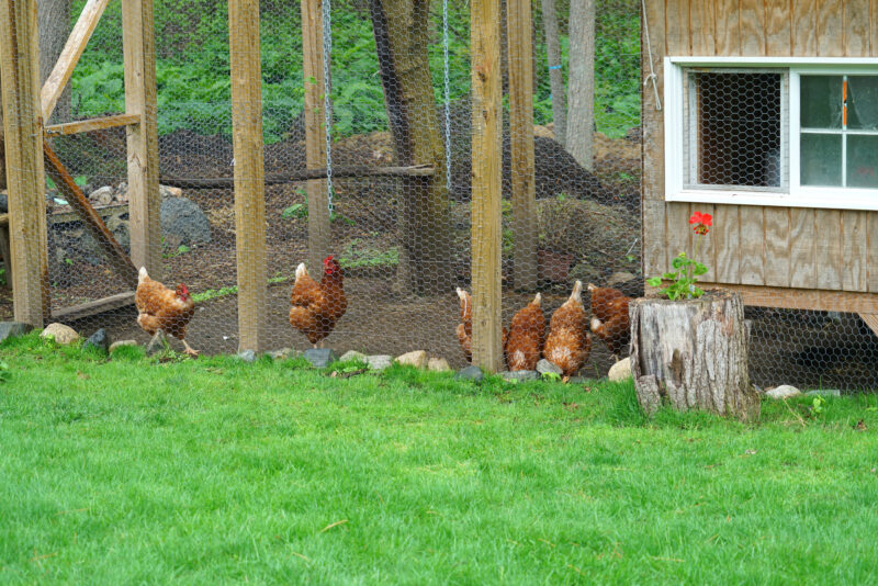 How Much Does It Cost to Raise Chickens? Hobby Farms