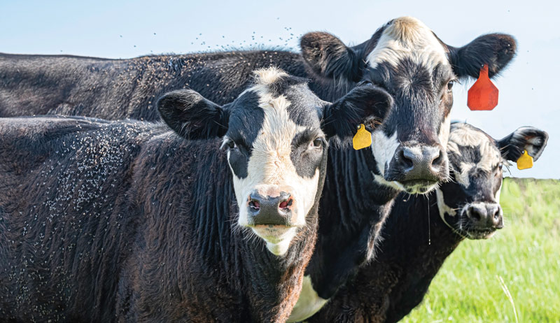 cattle livestock flies