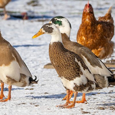 How to Take Care of Ducks in Winter