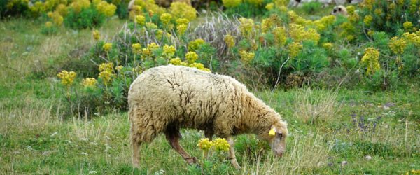 Use These Herbs To Maintain Sheep Health