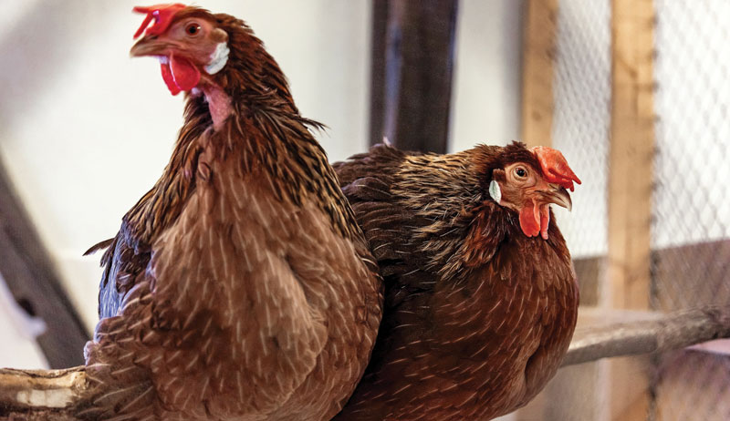 chickens chicken chicken-keeping tips