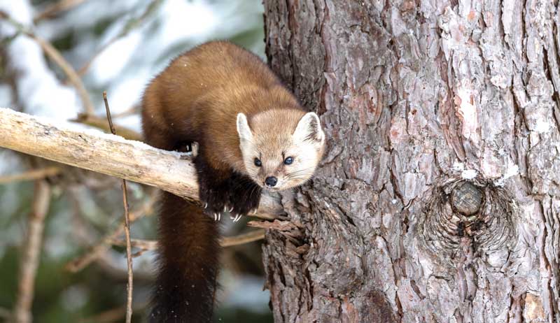 chicken predators mustelids raccoons