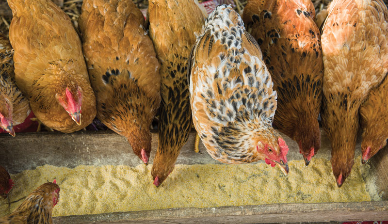 chicken feed ferment fermentation