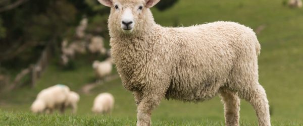 Keep An Eye Out For Lameness In Your Sheep