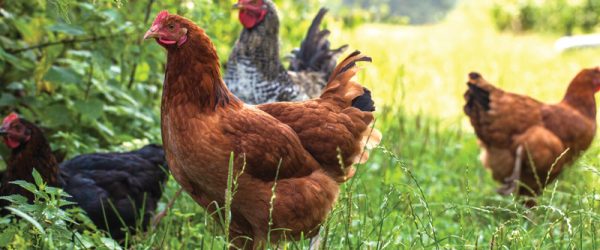 Heat Stress In Chickens: How to Recognize the Signs