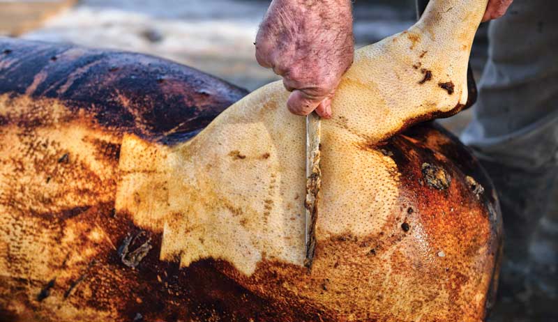 hog butchering pig pigs